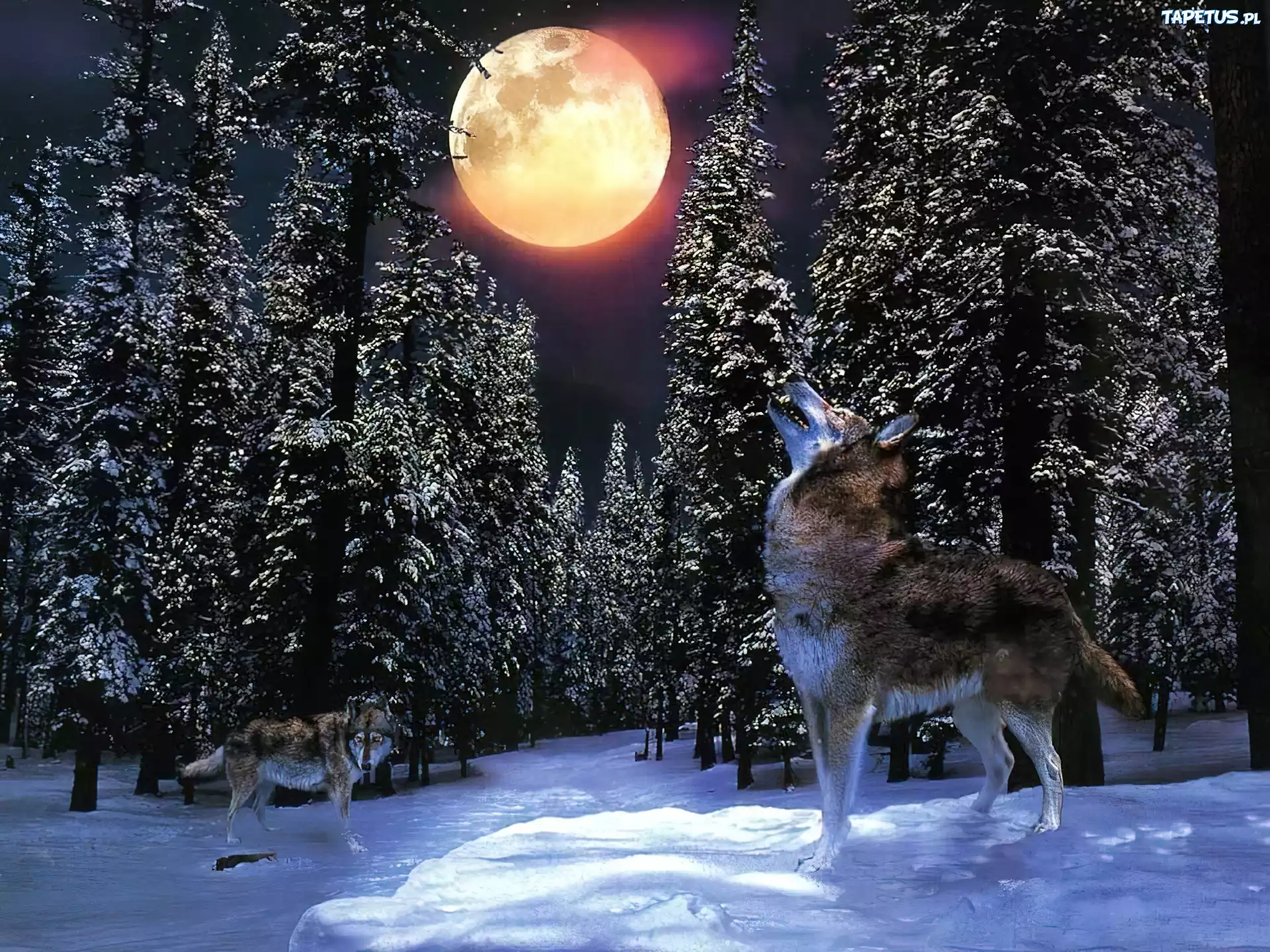 Ночь волков читать. Волк зимой. Волк в лесу. Волк в зимнем лесу. Волк в ночном зимнем лесу.