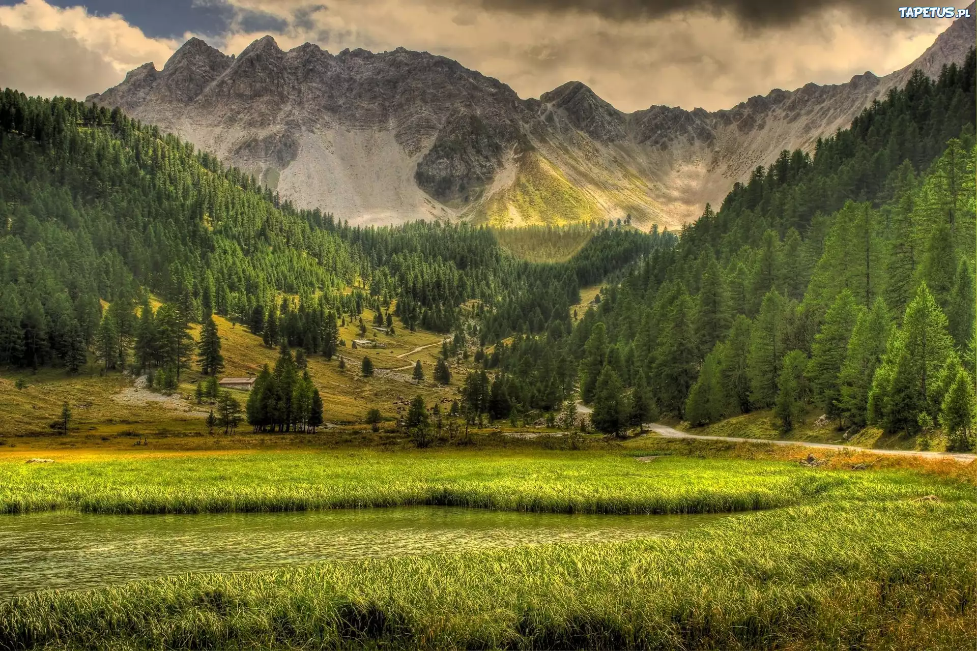 Trawa, Góry, Las