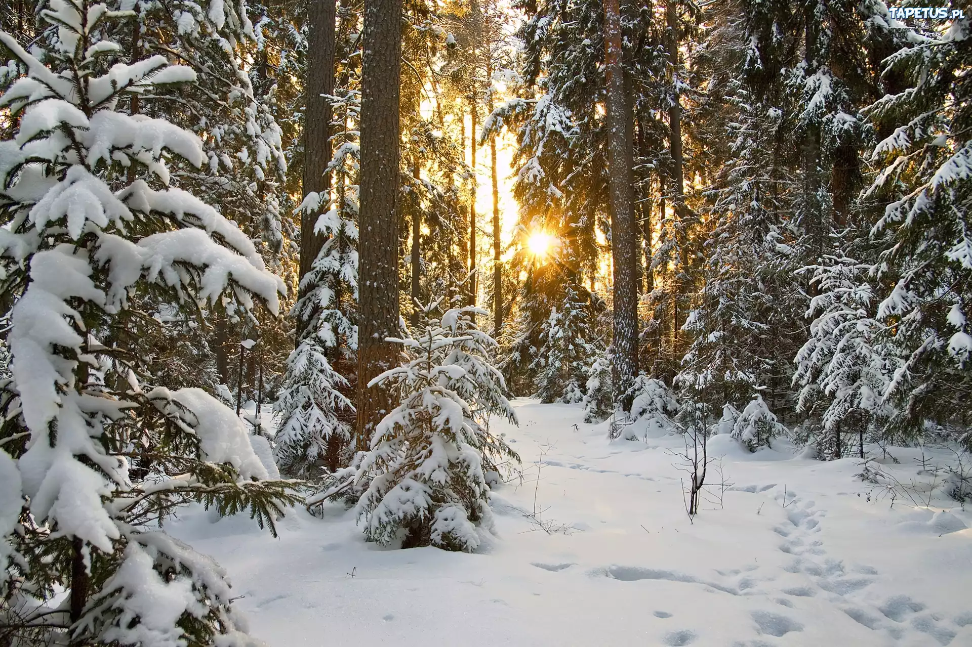 Zima, Las, Promienie, Słoneczne
