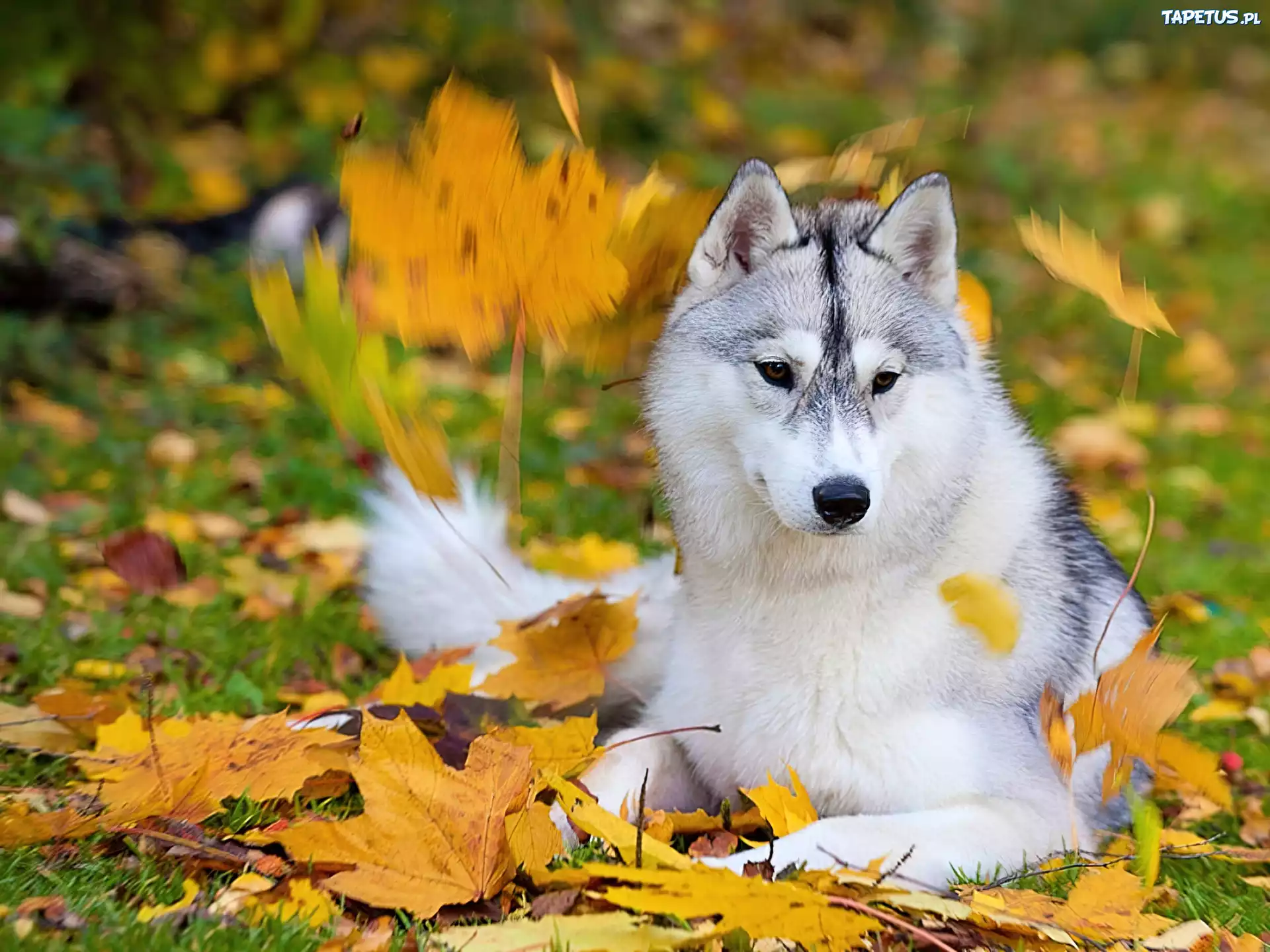 Pies, Husky, Jesień