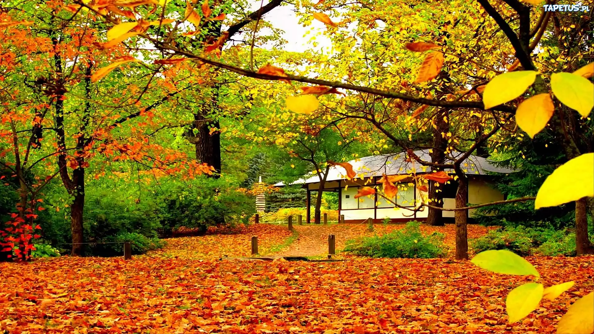 Park, Liście, Chatka