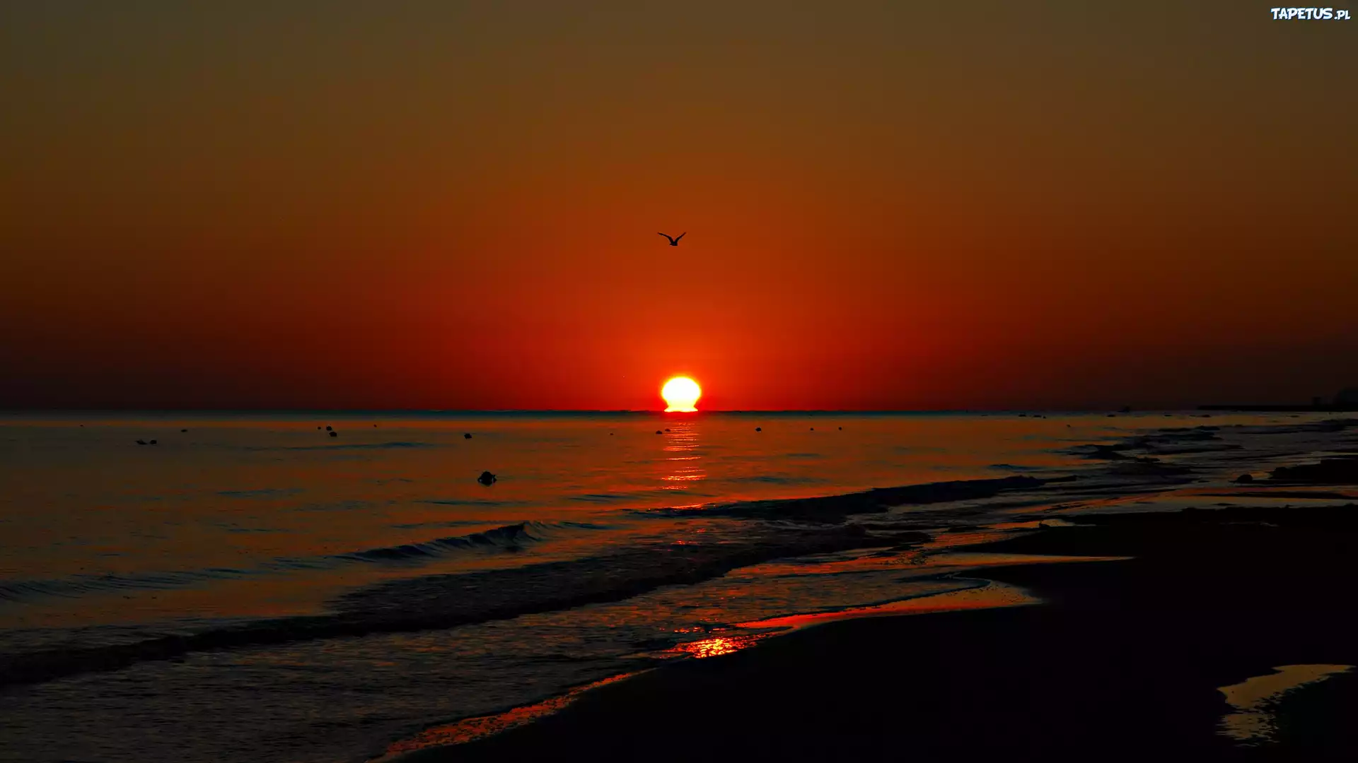 Morze, Plaża