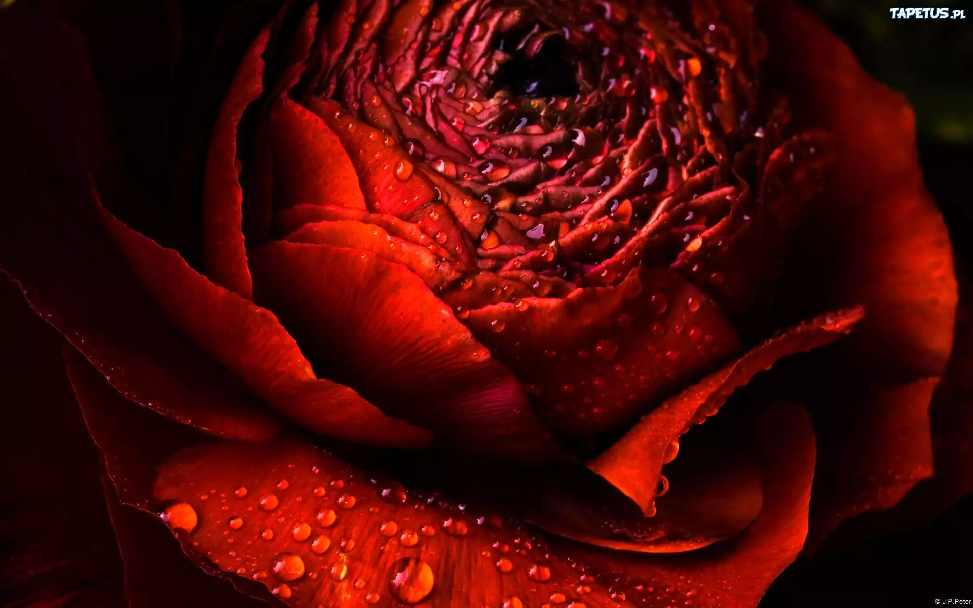 Róża, Rosa