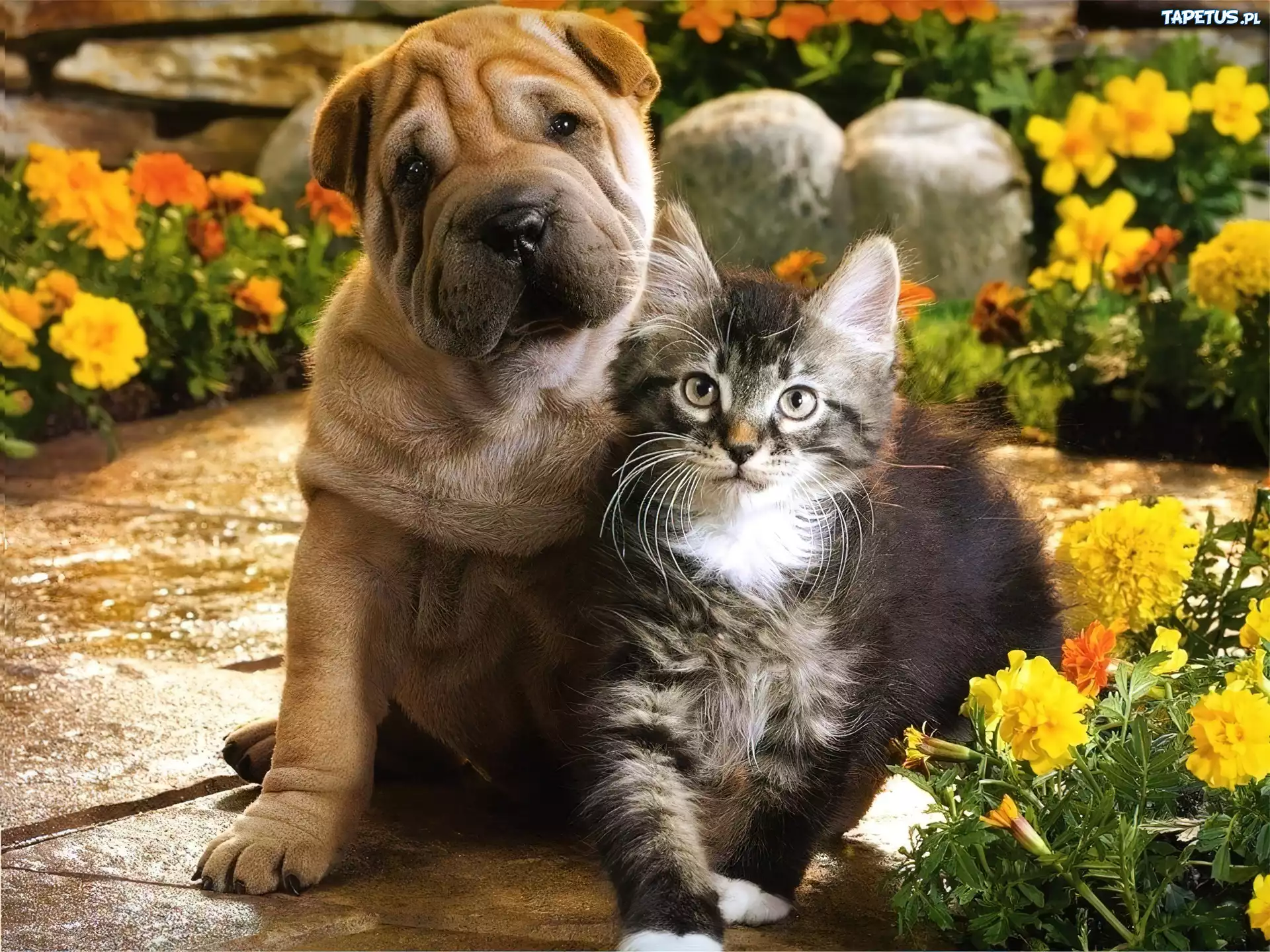Kot, Pies, Shar Pei