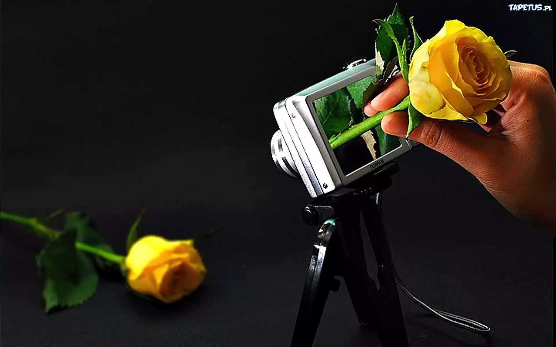 Aparat, Fotograficzny, Róże