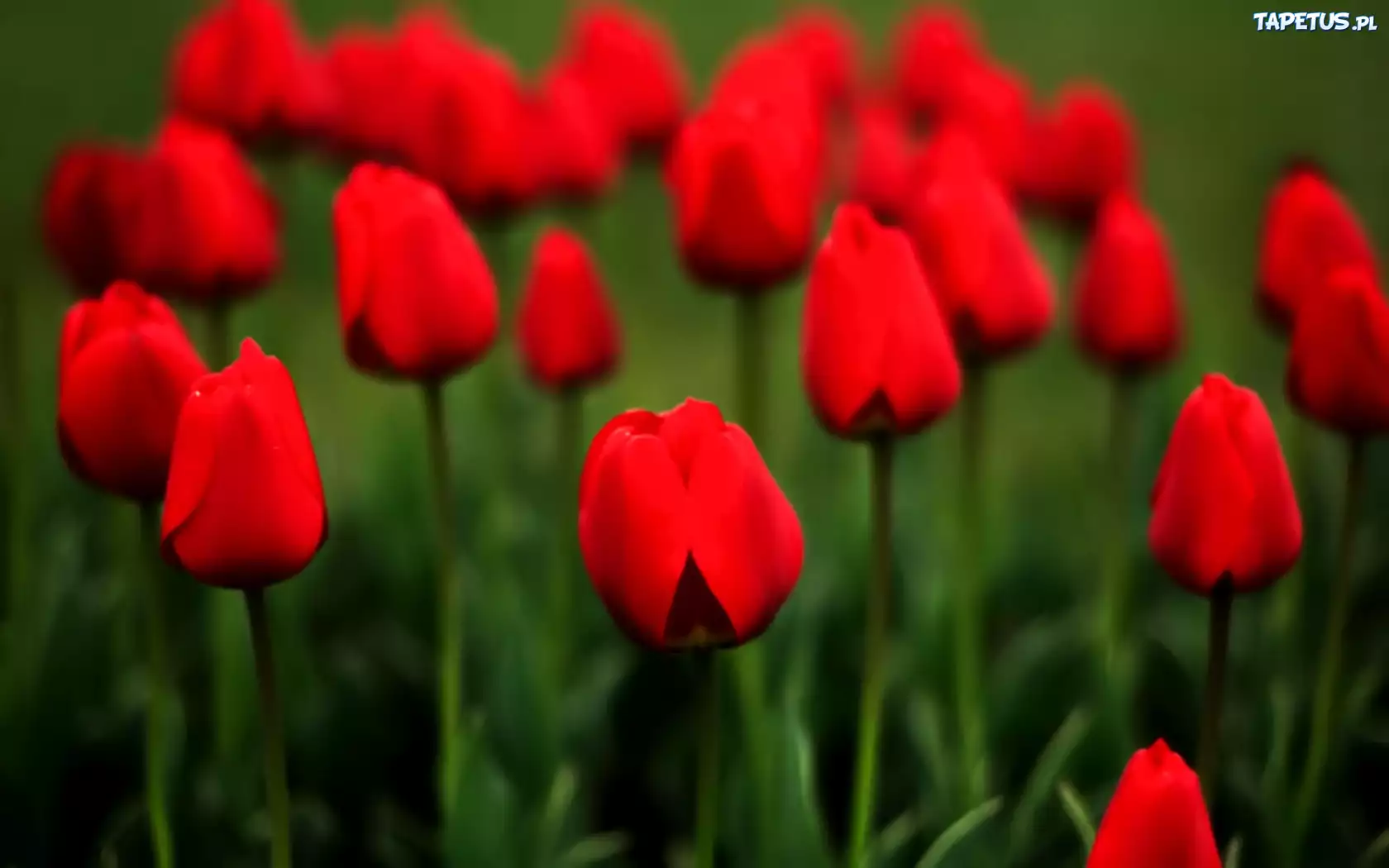 Czerwone, Tulipany, Łąka