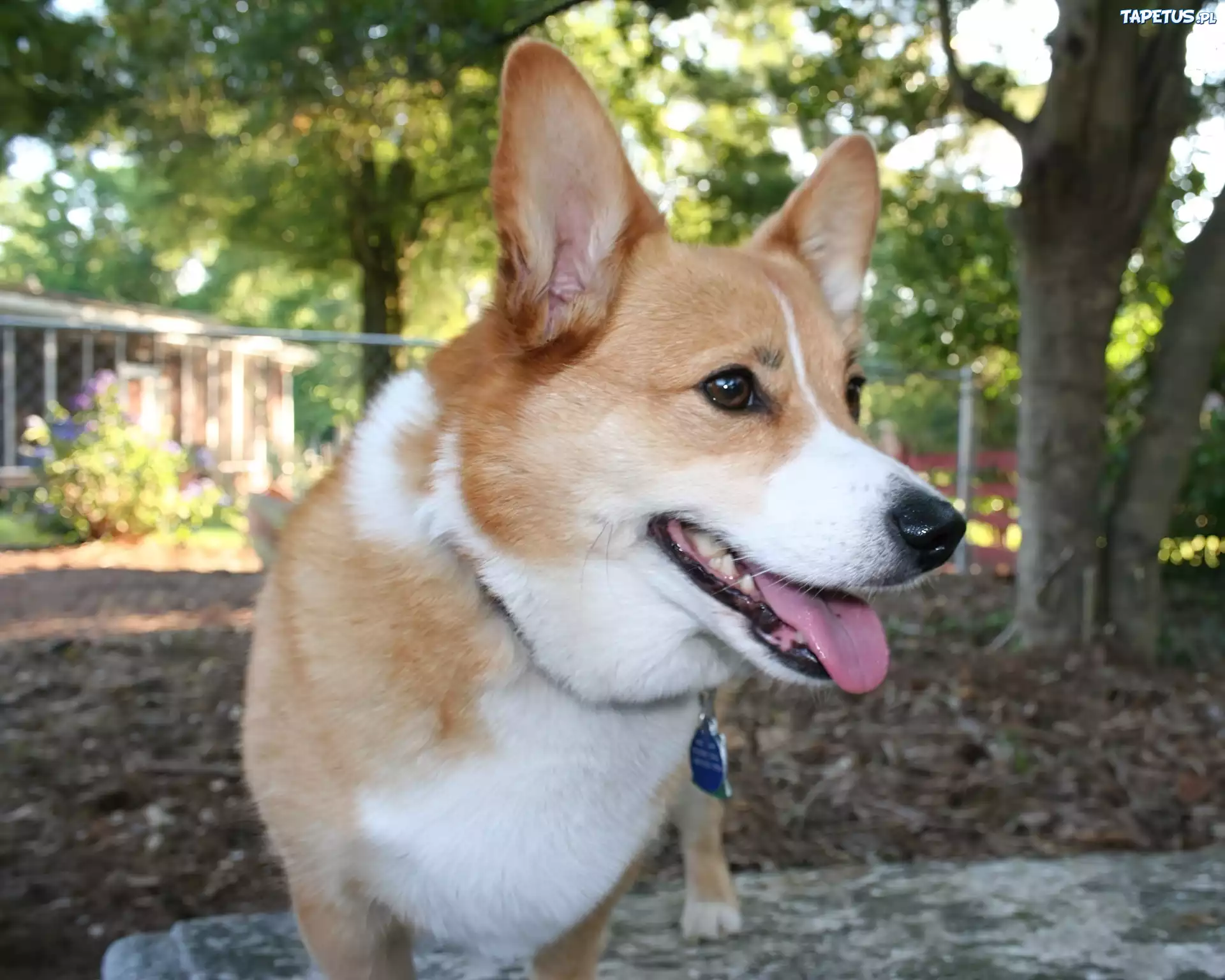 pysk, Welsh corgi pembroke