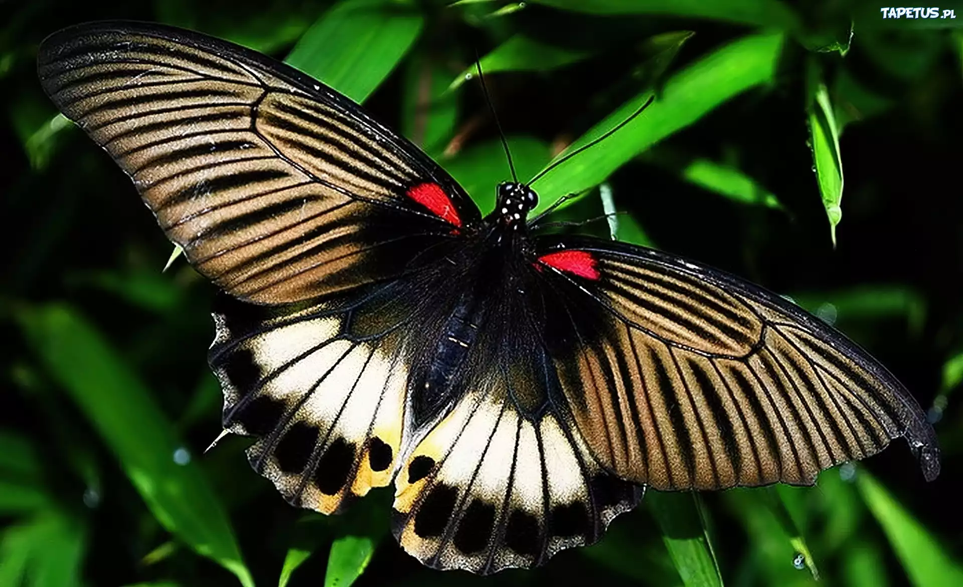 Kolorowy, Motyl