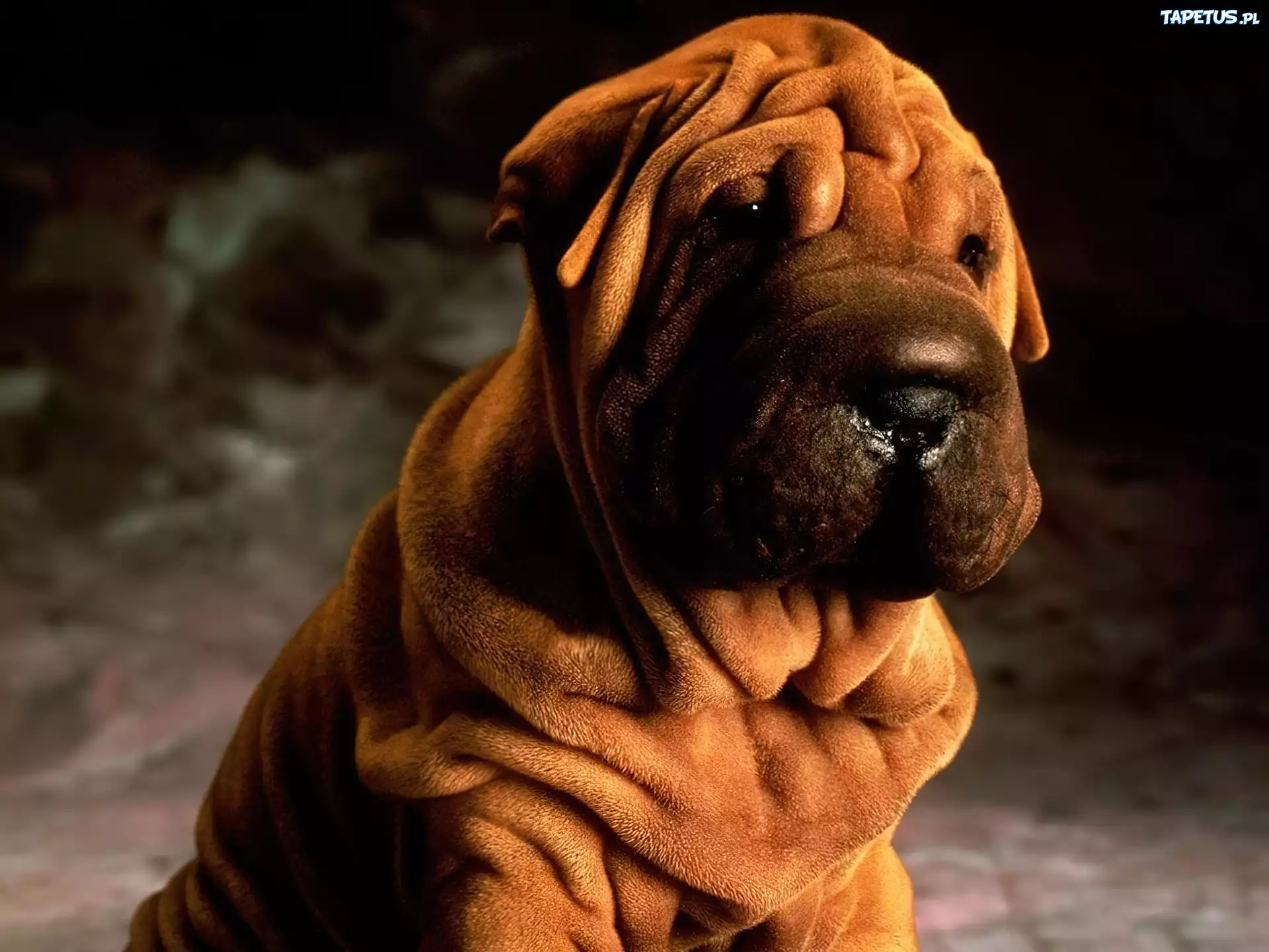 soczysto-brązowy, Shar Pei