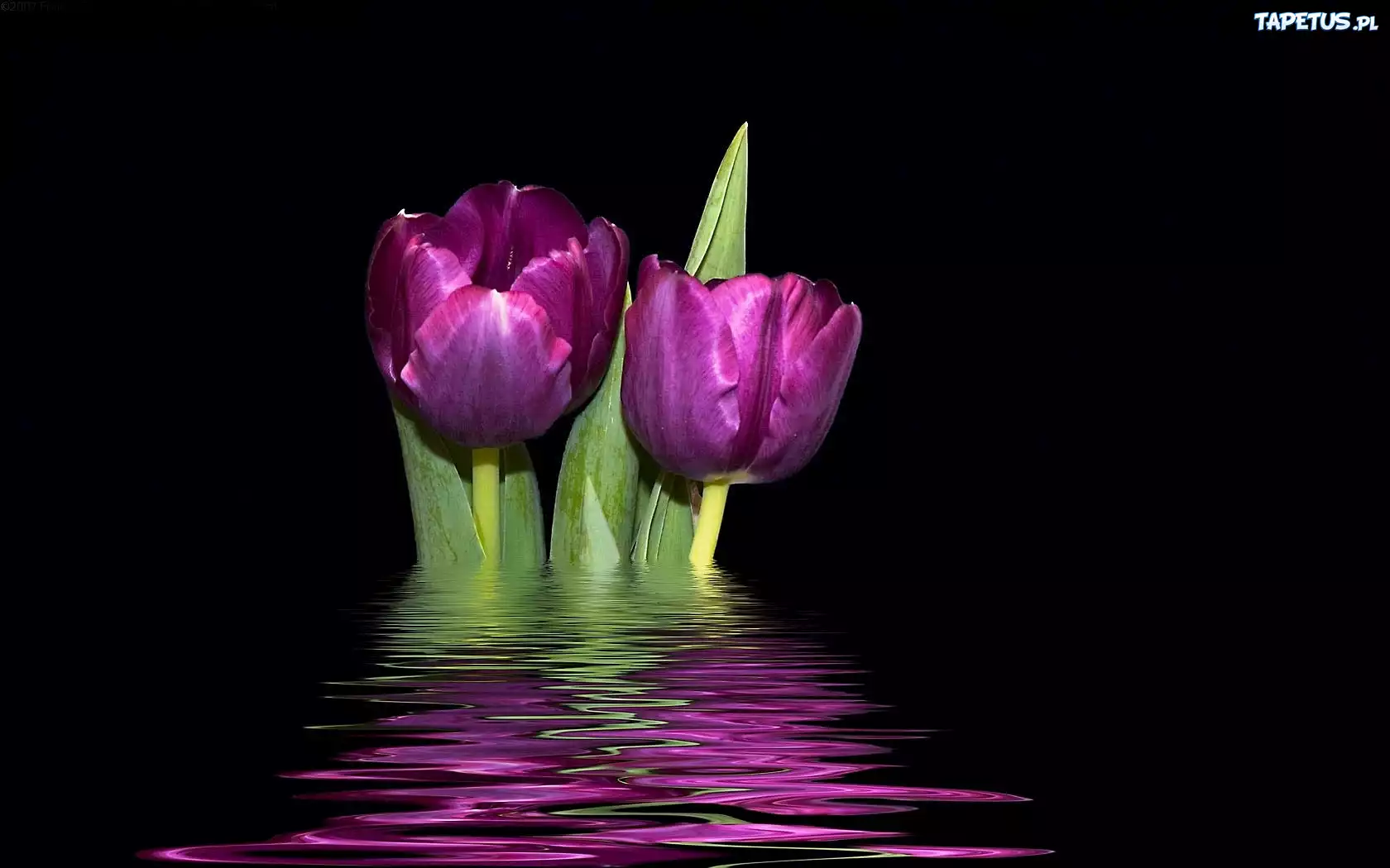 Dwa, Tulipany, Odbicie