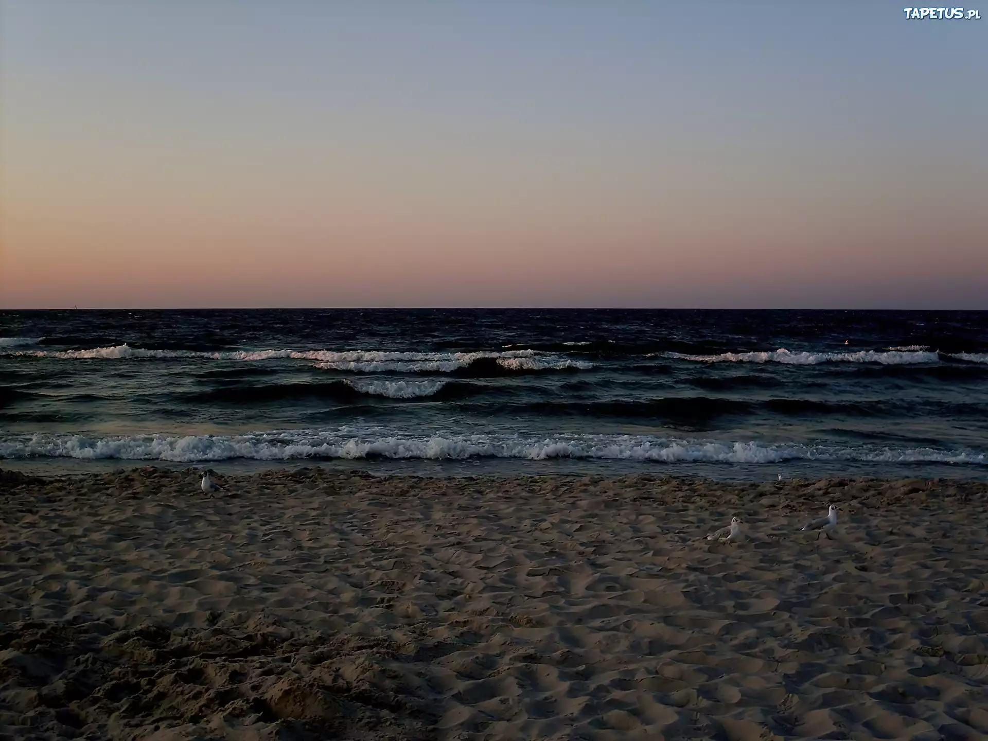Morze, Plaża, Mewy