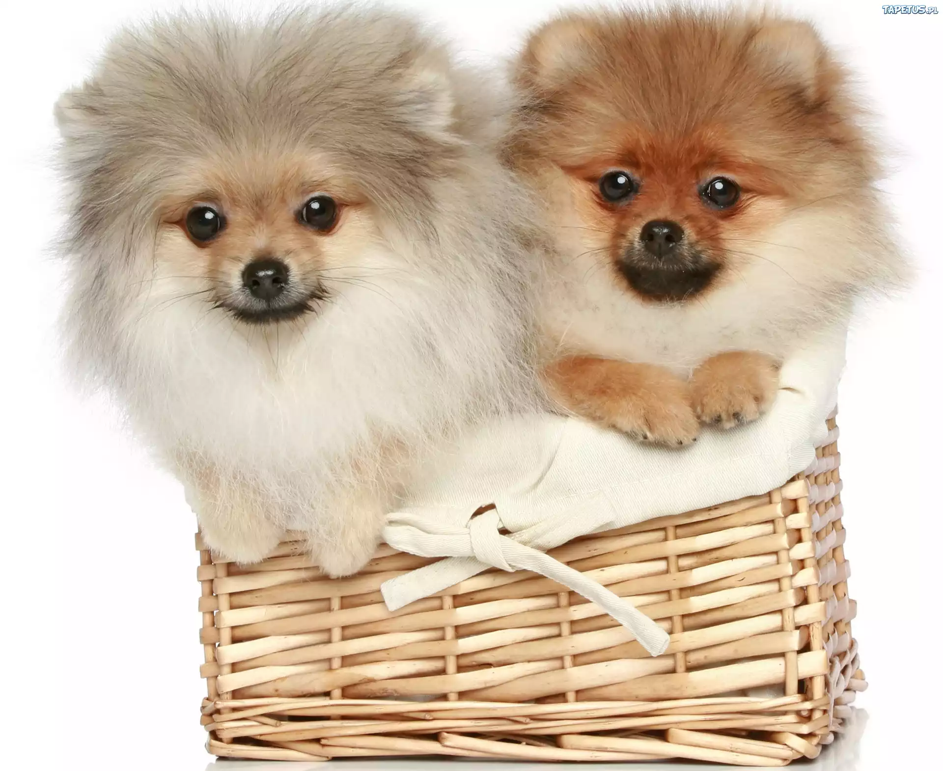 Psy, Koszyk, Pomeranian