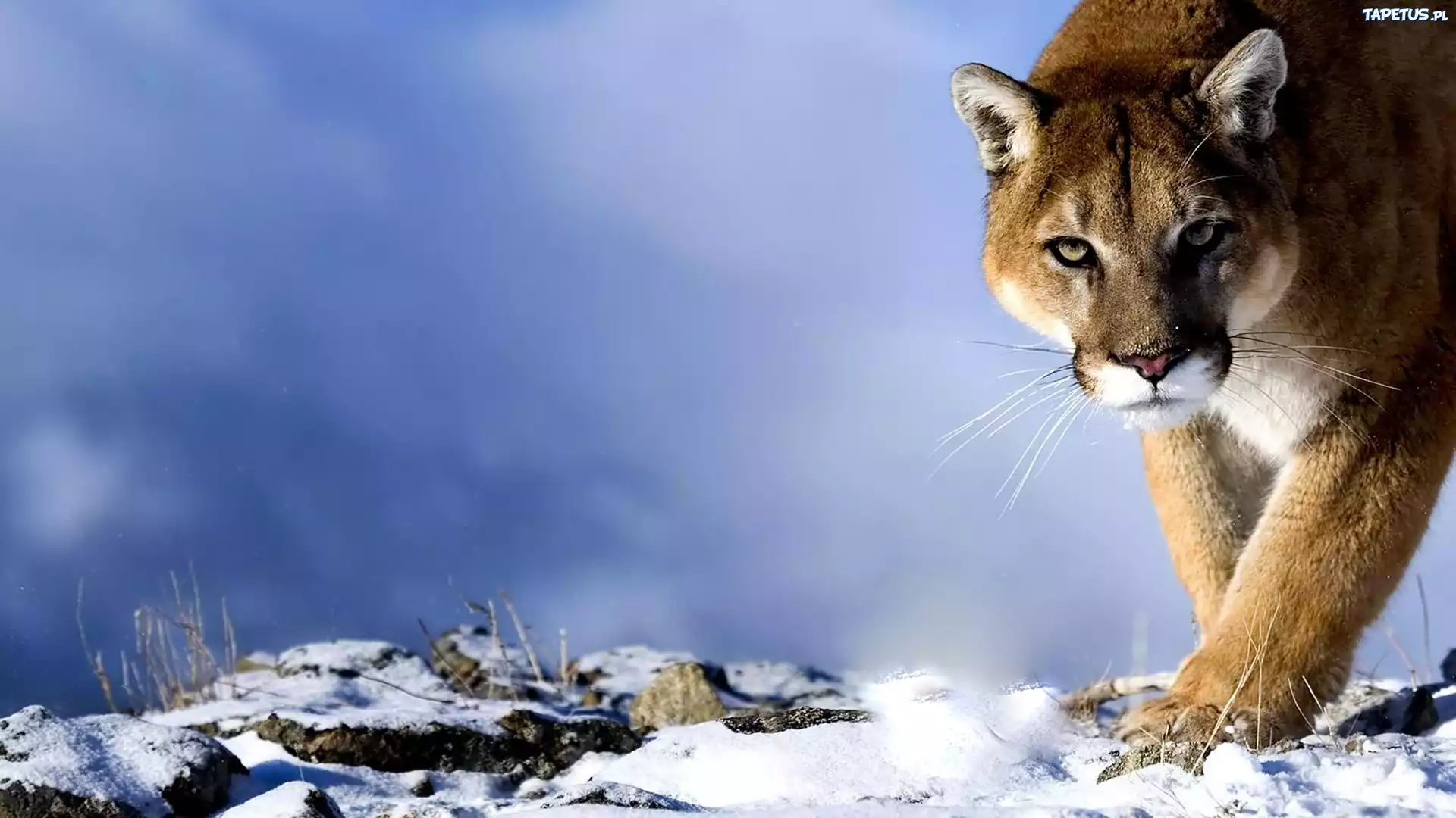Śnieg, Kot, Puma