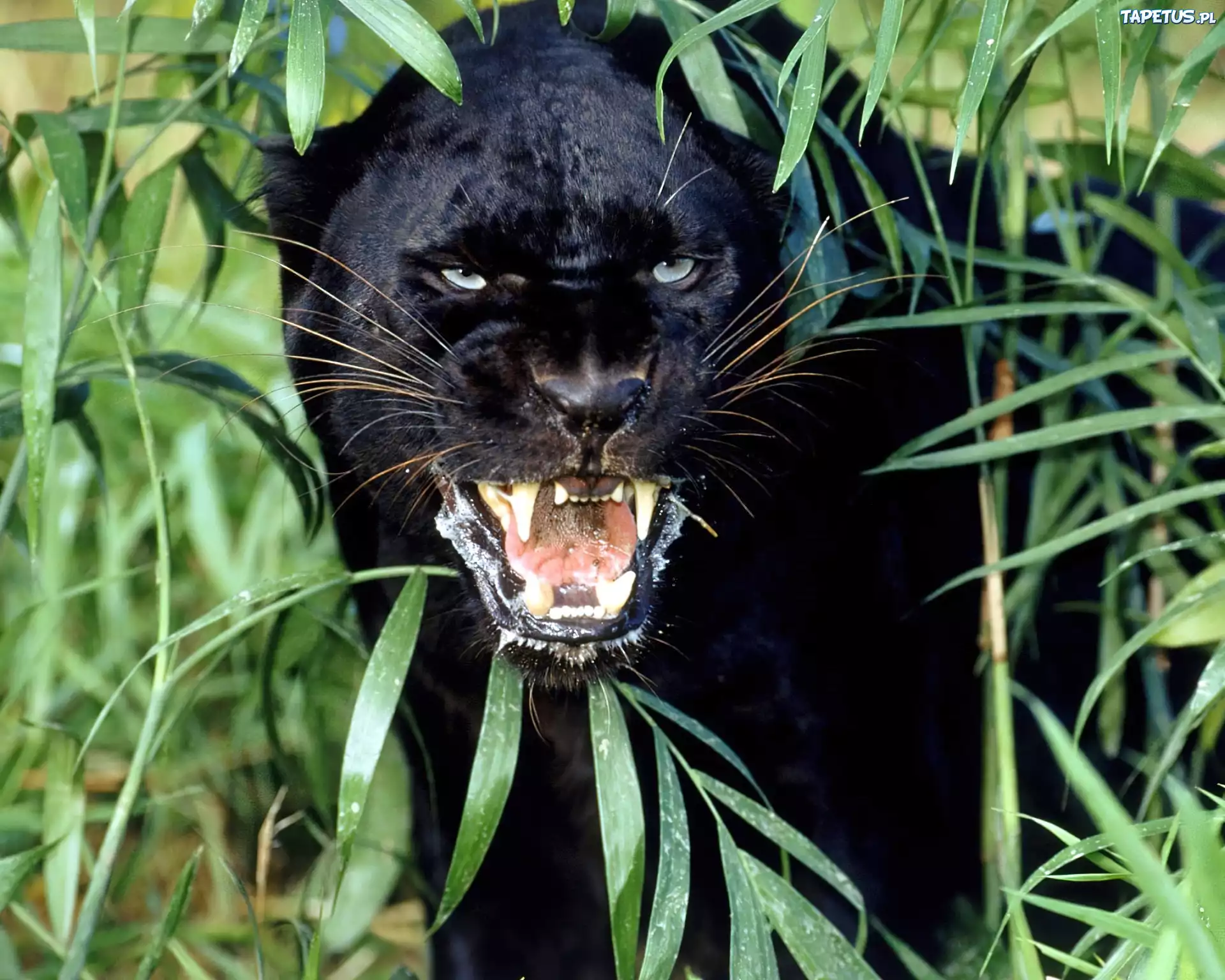 Длинный черный язык. Черная пантера Ягуар. Пантера меланист. Ягуар животное пантера. Ягуар меланист.