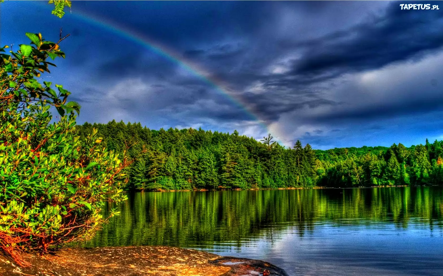 Tęcza, Jezioro, Las