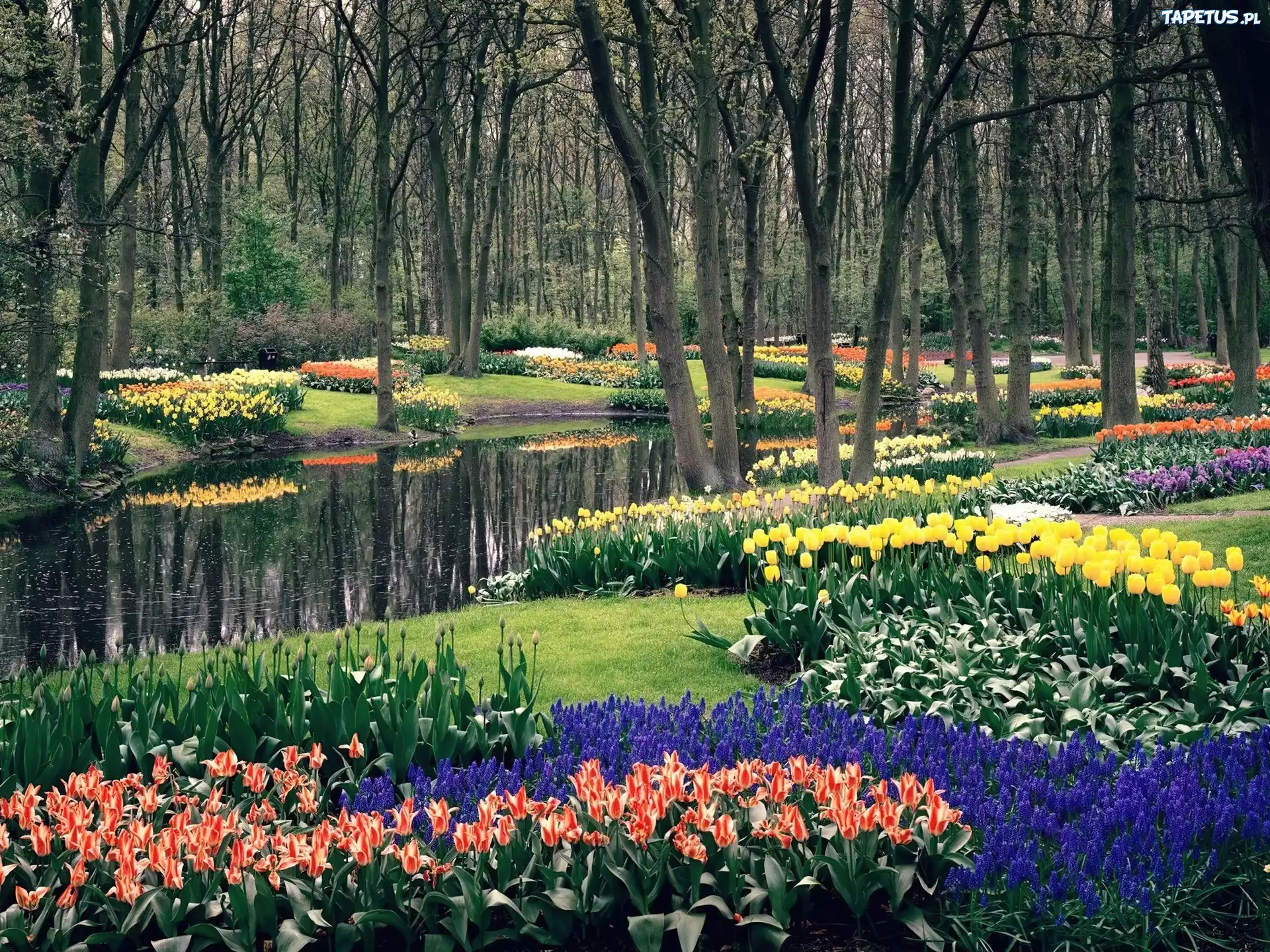 Park, Kwiaty, Strumyk