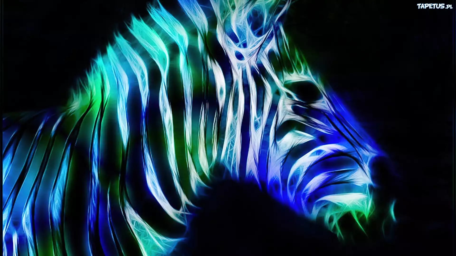 Zebra, Paski