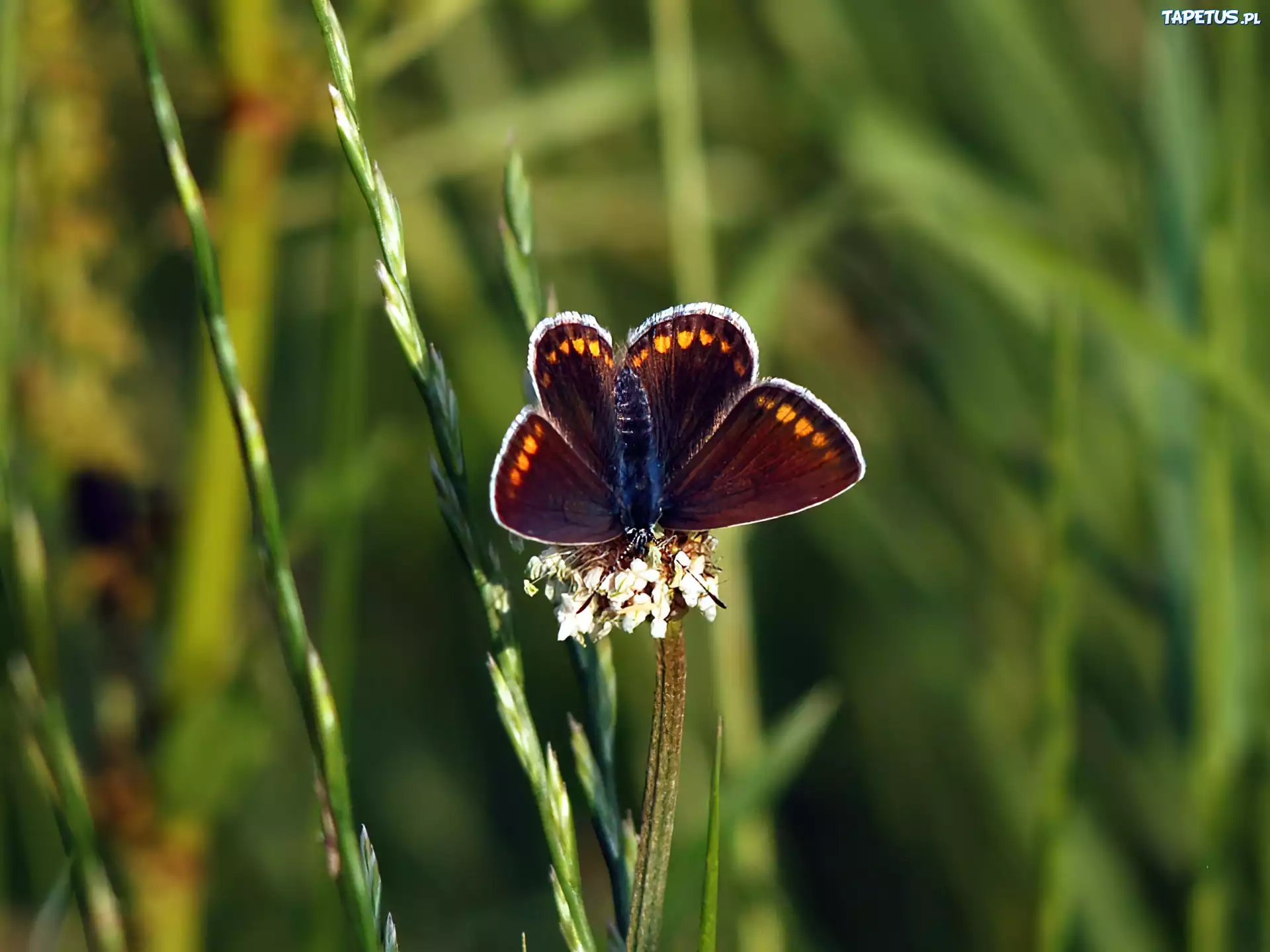 Motyl, Trawa