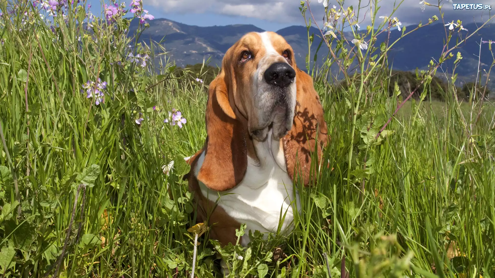Góry, Łąka, Basset