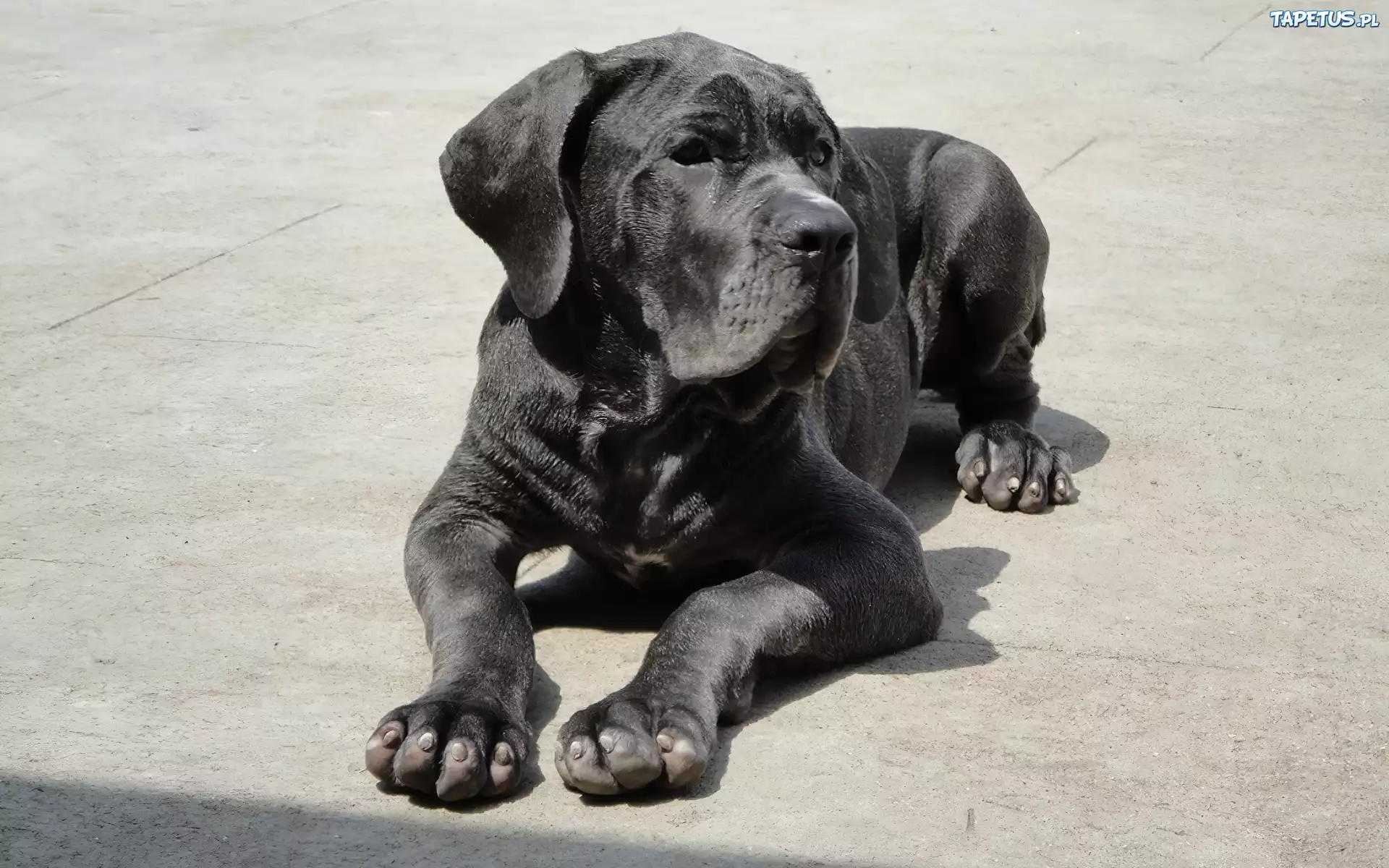 Piękny, Czarny, Mastiff, Neapolitański