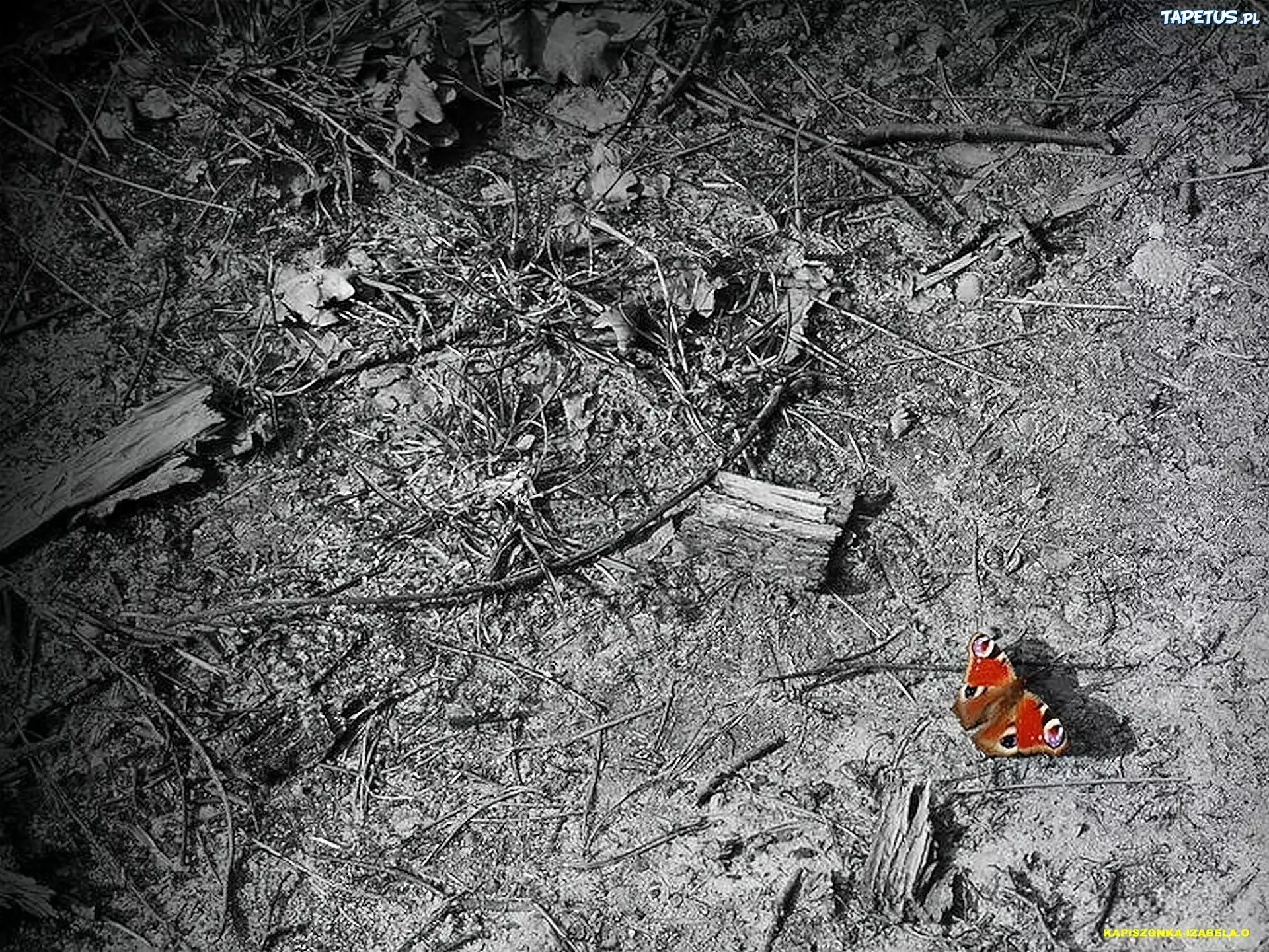 Runo, Leśne, Motyl