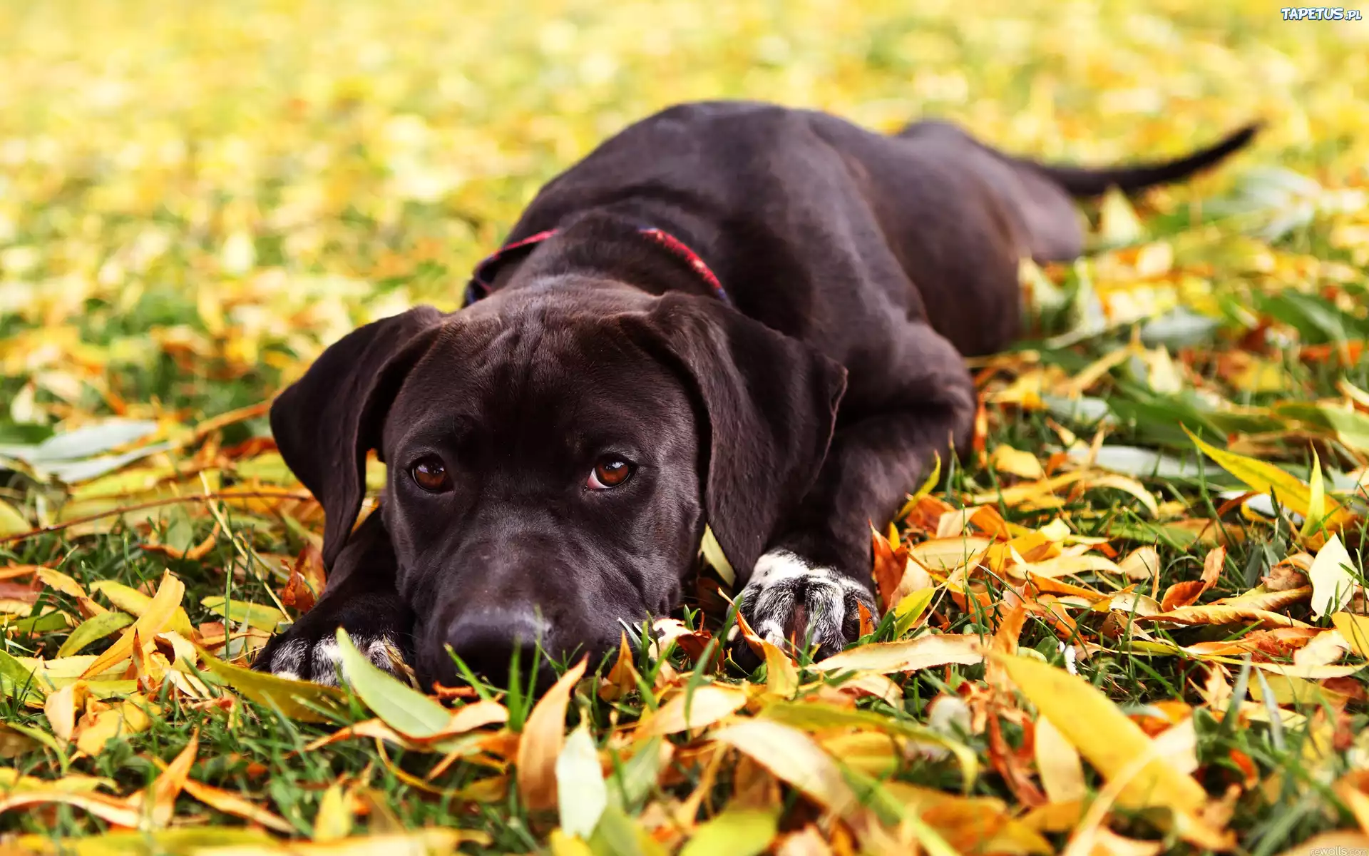 Czarny, Smutny, Pies, Labrador Retriever
