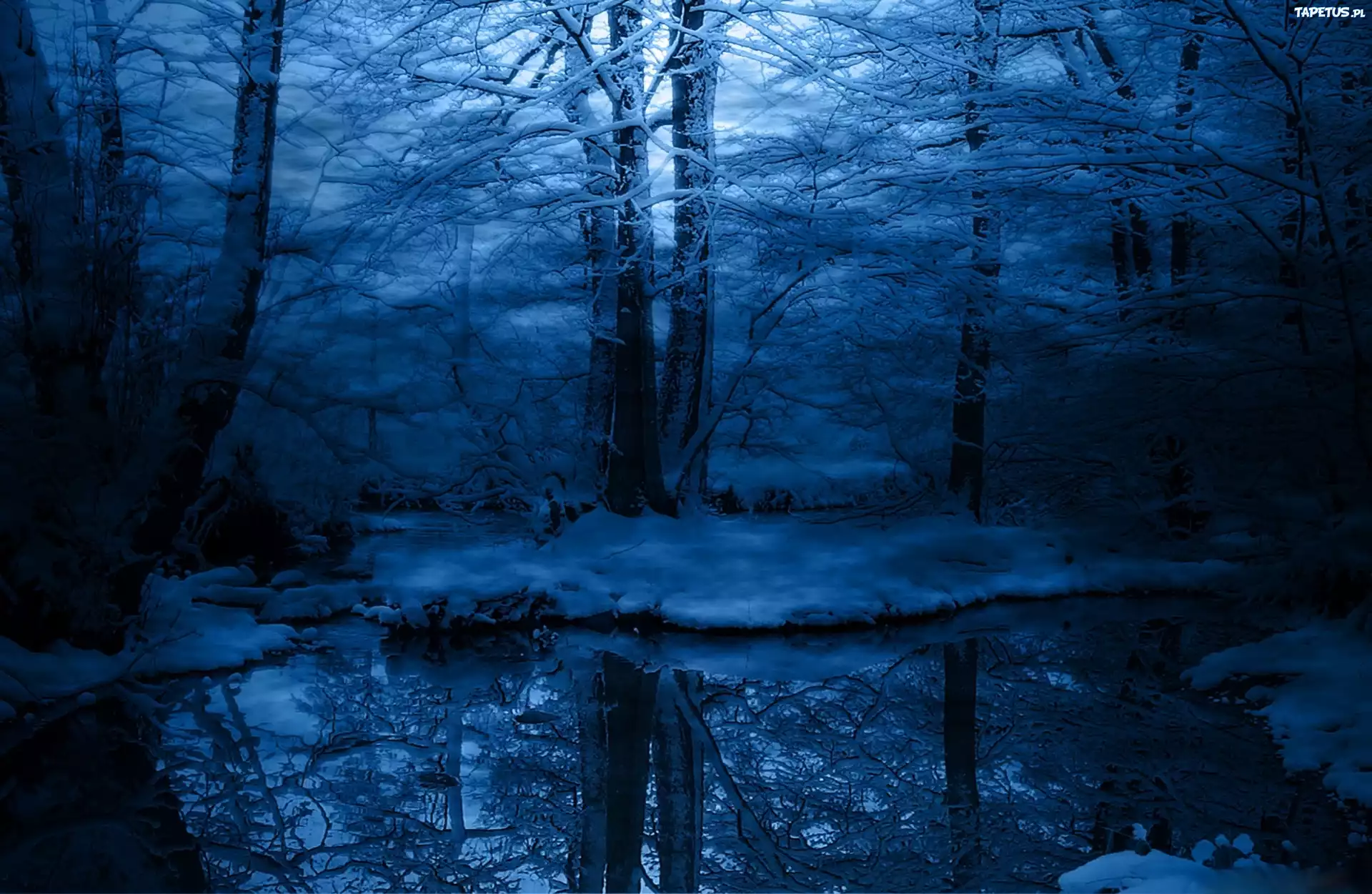 Las, Bagno, Noc